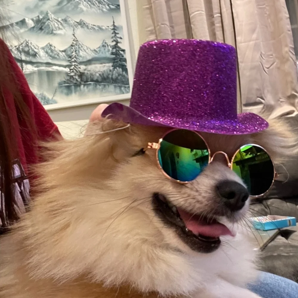 NEW Pet Sunglasses Cat 🐈 😻 Dog 🐕 L👀K